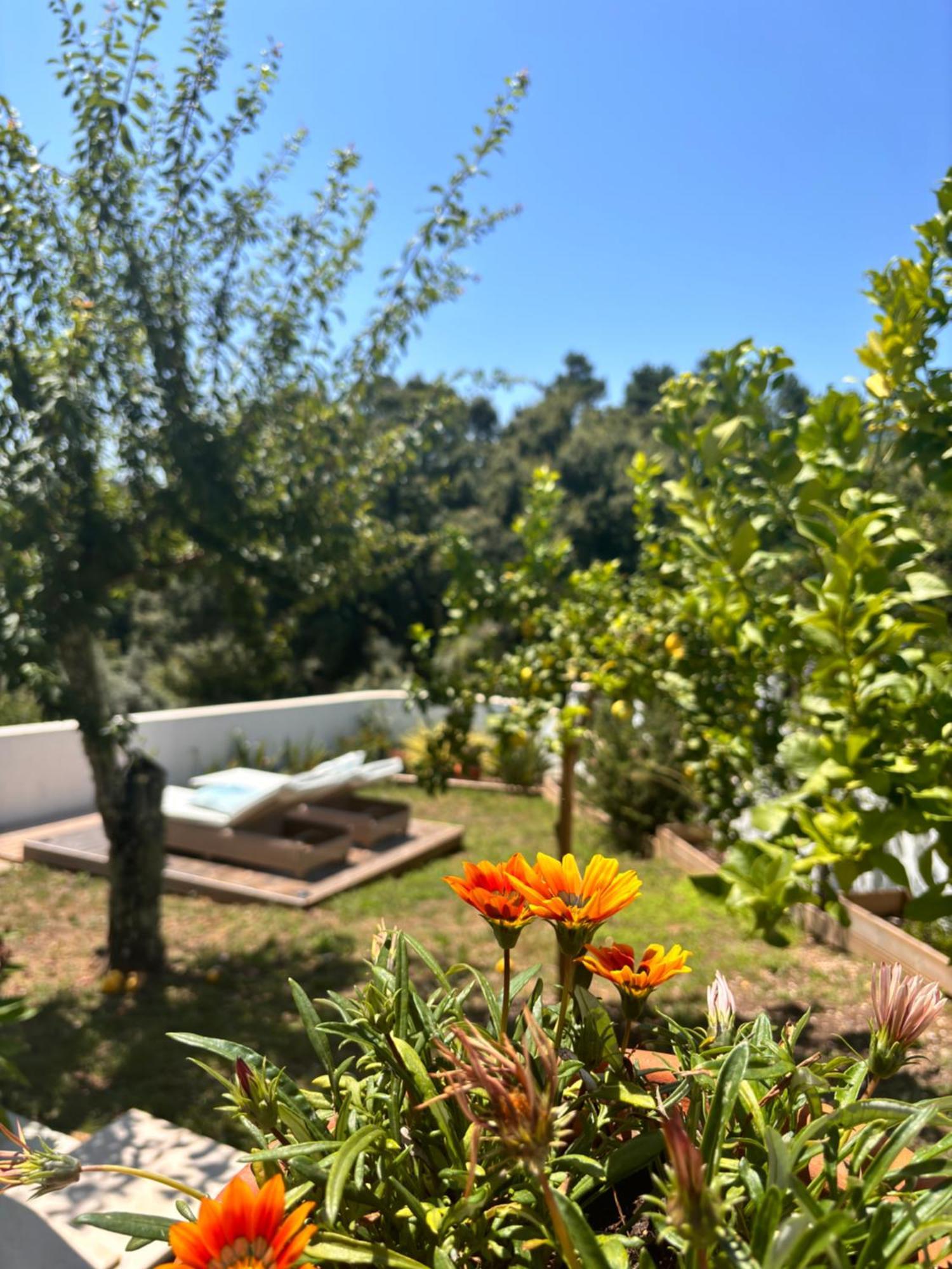 Casa Da Oliveira Bed & Breakfast Pedrogao Grande Exterior foto